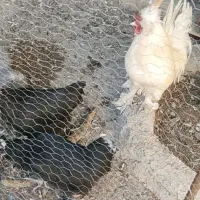 فروش مرغو خروس سلطان