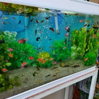 گیاه آکواریوم و غذای ماهی