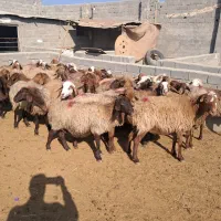 ۴۳ راس میش آبستن سنگین و بره دار|حیوانات مزرعه|شهریار, شهریار|دیوار