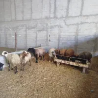 فروش گوسفند زنده