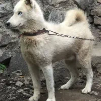 سگ هاسکی اصیل چشم یخی اصل