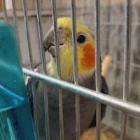 2 جفت عروس هلندی اهلی سخنگو|پرنده|ماکو, |دیوار