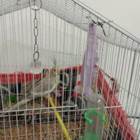 یک عدد عروس هلندی بفروش می رسد. اسم پیکو|پرنده|شفت, |دیوار