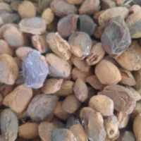 زرد الو|خوردنی و آشامیدنی|خرمدره, |دیوار