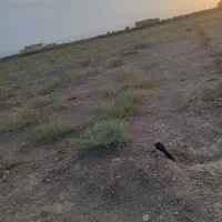 ۱۰۰۰متر زمین نزدیک مناسب ویلا باغ