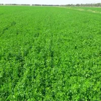فروش یه خانه و۳هکتار زمین درجه یک کشاورزی
