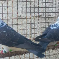 کبوتر خارجی گوره سینه سفید