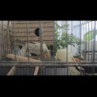 دوتا عروس هلندی|پرنده|جوانرود, |دیوار