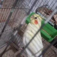 عروس هلندی گم شده