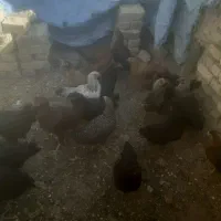 مرغ و خروس|پرنده|اصفهان, بهرام‌آباد|دیوار