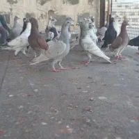 کبوتر آبپخش