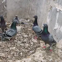 پلاکی سینه سفید|پرنده|شیراز, دروازه اصفهان|دیوار