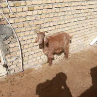 میش وبز|حیوانات مزرعه|دورود, |دیوار