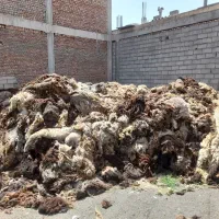 پشم گوسفندی