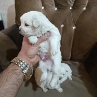 توله مالتیز|سگ|ماهدشت, |دیوار