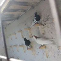 عشق بازای عزیزم  رنگه بازها