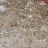 خاک کبوتر