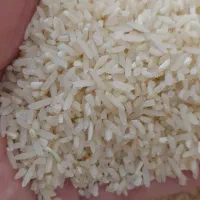 برنج سرلاشه کشت دوم فوق معطر     نیم دانه فوق معطر|خوردنی و آشامیدنی|اصفهان, رزمندگان|دیوار