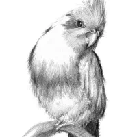 طراحی ونقاشی