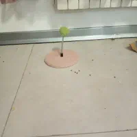 وسایل زندگی حیوون خانگی زیر قیمت|لوازم جانبی حیوانات|مشهد, امیریه|دیوار