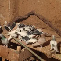 کبوتر خووب اول بخون