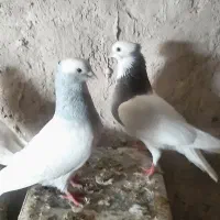 ۵ عدد کفترطوقی