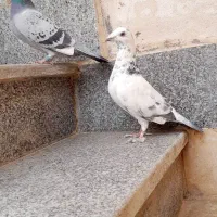 کفتر المانی مسافتی