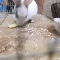 خرگوش|موش و خرگوش|همدان, |دیوار