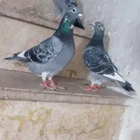 یک جفت آردن درجه یک