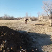 اسب مادیون کرد|اسب و تجهیزات اسبسواری|سردرود, |دیوار