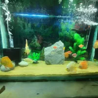 فروش آکواریوم با ماهی و تمام تجهیزات|ماهی|اصفهان, کوی امام|دیوار