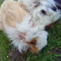 خوکچه فشن هندی|موش و خرگوش|کوچصفهان, |دیوار