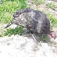 بوقلمون نر و ماده