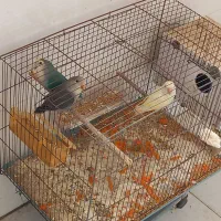 کوتوله برزیلی