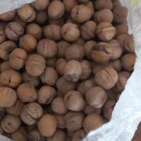گردو بوانات|حراج|شیراز, فرهنگ شهر|دیوار