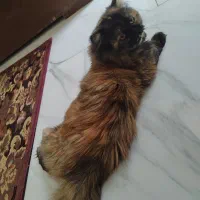 گربه های زیبا غیر، رایگان.|گربه|رشت, کوی فکوری|دیوار