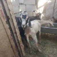 بزابستن ۳ماه