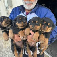 سگ روتوایلر پوزه دقلکی پوزه مکعبی نگهبان ویژه