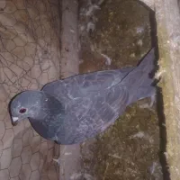 کبوترگرفتنی