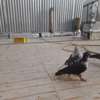 کفتر  سینه ماش سبز پلاکی|پرنده|قم, انصار‌الحسین|دیوار