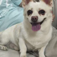 سگ گمشده|حیوانات|گرگان, |دیوار