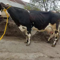 گاو شیری منت فقیر راحت دوش