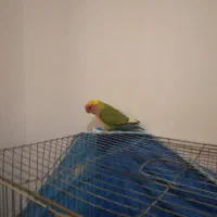 طوطی،برزیلی،نر جوان|پرنده|لاهیجان, بوجایه|دیوار