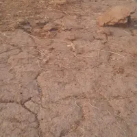 کود گوسفندی