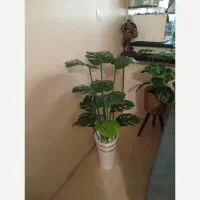 گیاه مصنوعی|گل مصنوعی|بندرعباس, |دیوار