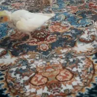 جوجه عروس هلندی|پرنده|رباط‌کریم, شترخوار|دیوار