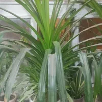 گل زیبا پاندانوس