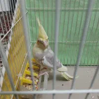 عروس هلندی
