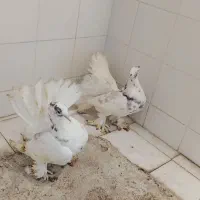 کبوتر دمچتری