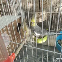 یک جفت عروس زیبا